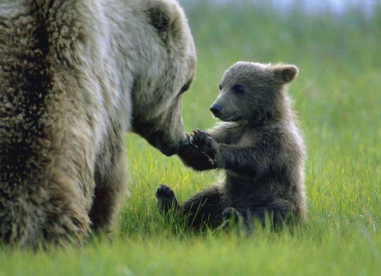 grizzly bears