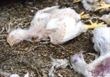 chickens trashed