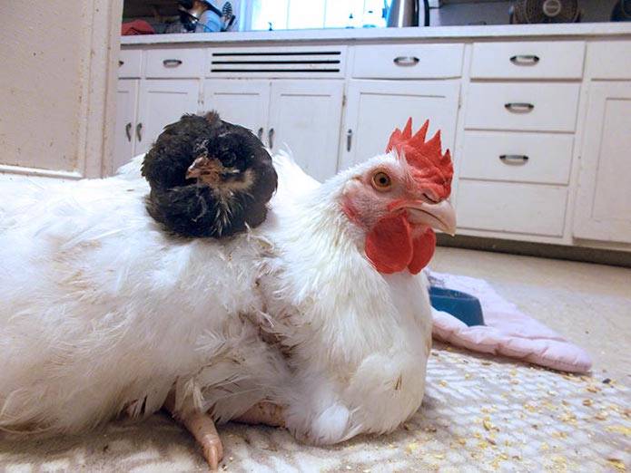 gabby and felix