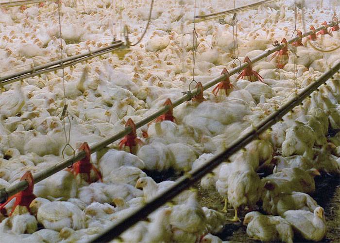 perdue chicken farm
