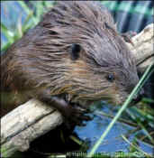 heroic beaver dam oil spill