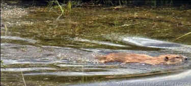 heroic beaver dam oil spill