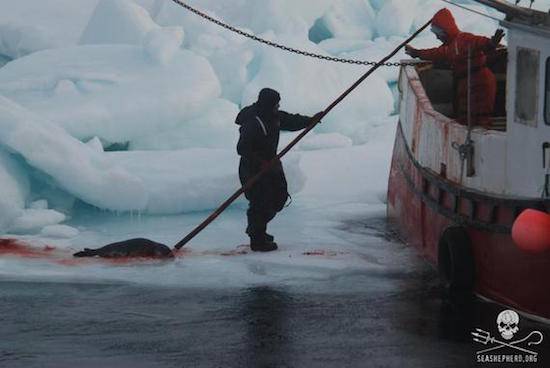 seal pup massacre