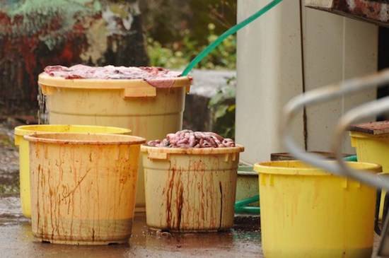 taiji dolphin slaughter