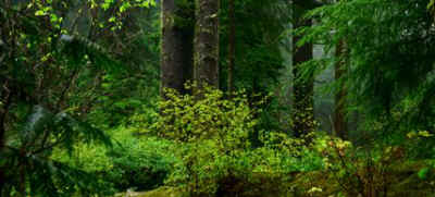 old growth forest logging