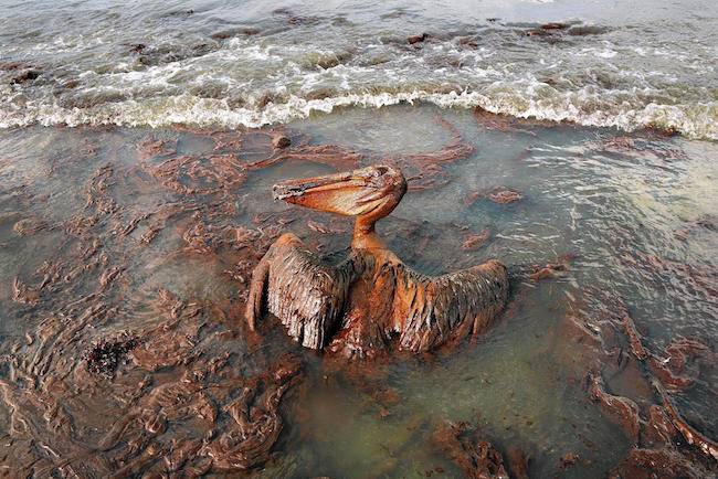 pelican covered in oil