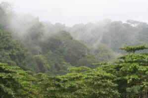 rainforest survival humans