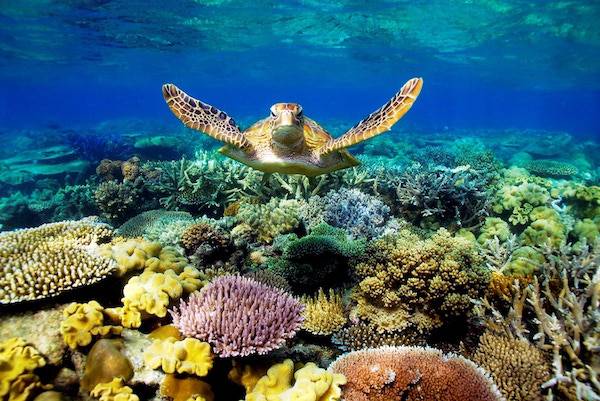turtle breeding ground