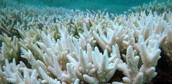 great barrier reef