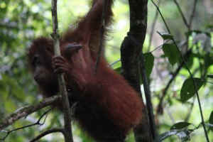 orangutans release palm oil