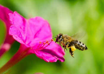 honey bee pollinating
