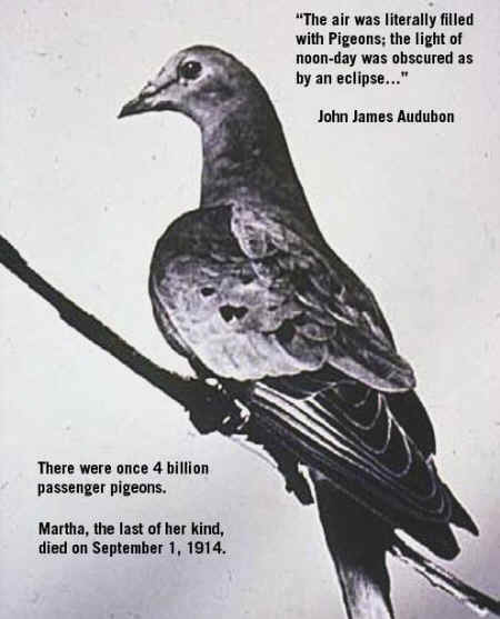Martha passenger pigeon