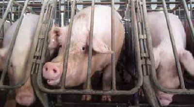 gestation crates sows