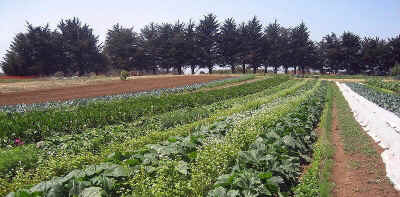 organic farm