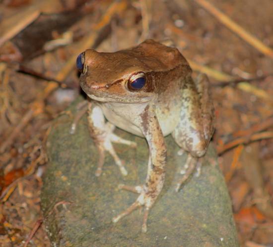 ghana frog