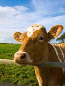John Robbins grassfed beef