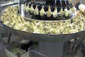 debeaking chicks