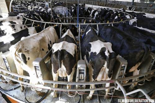 cow milking machines