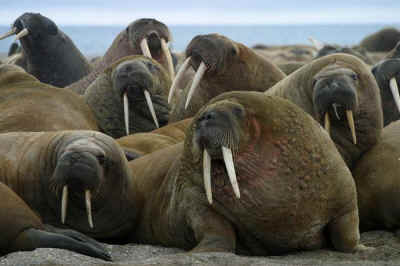 walruses sea ice
