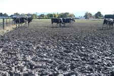 grazing cattle rotational waste