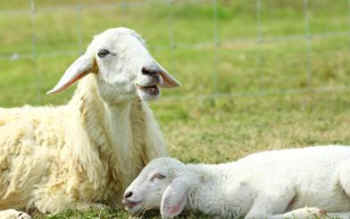 ewe and lamb