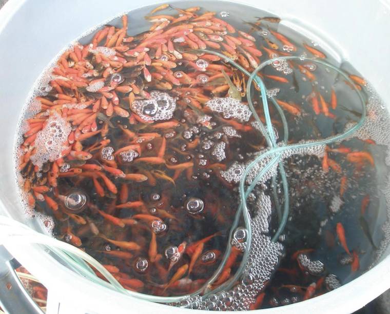 bucket of goldfish