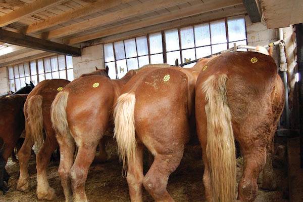 belgian draft horses