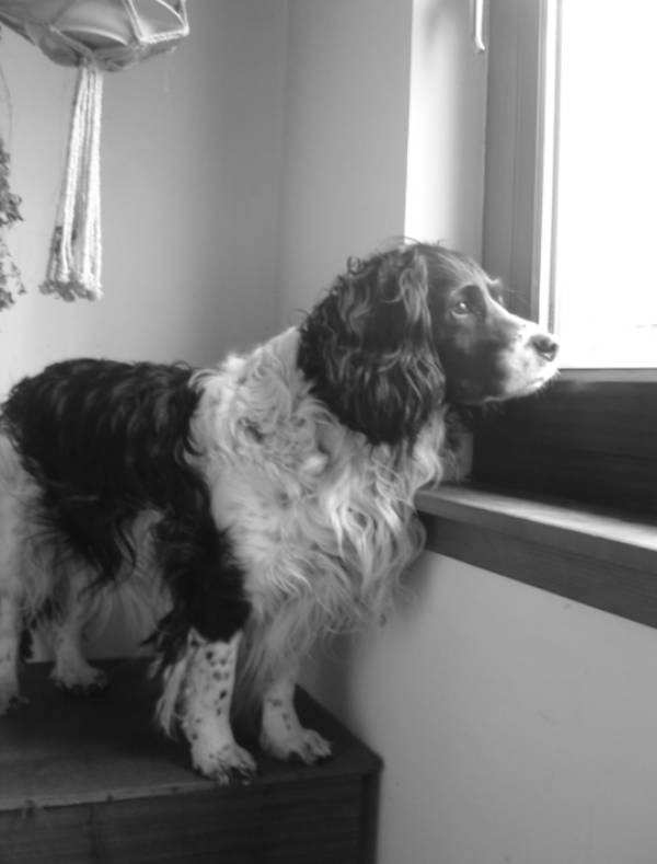 dog