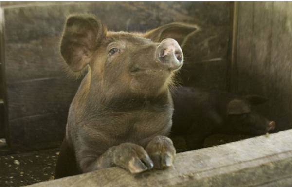 pig