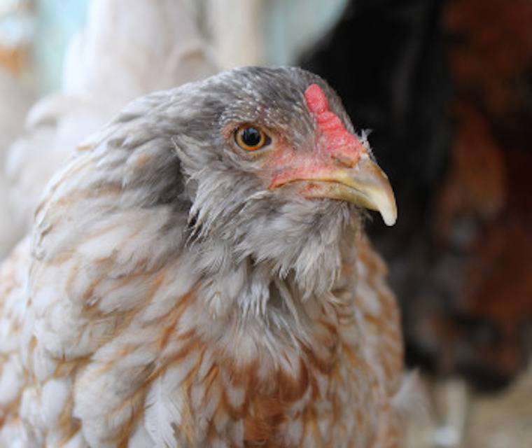 chicken