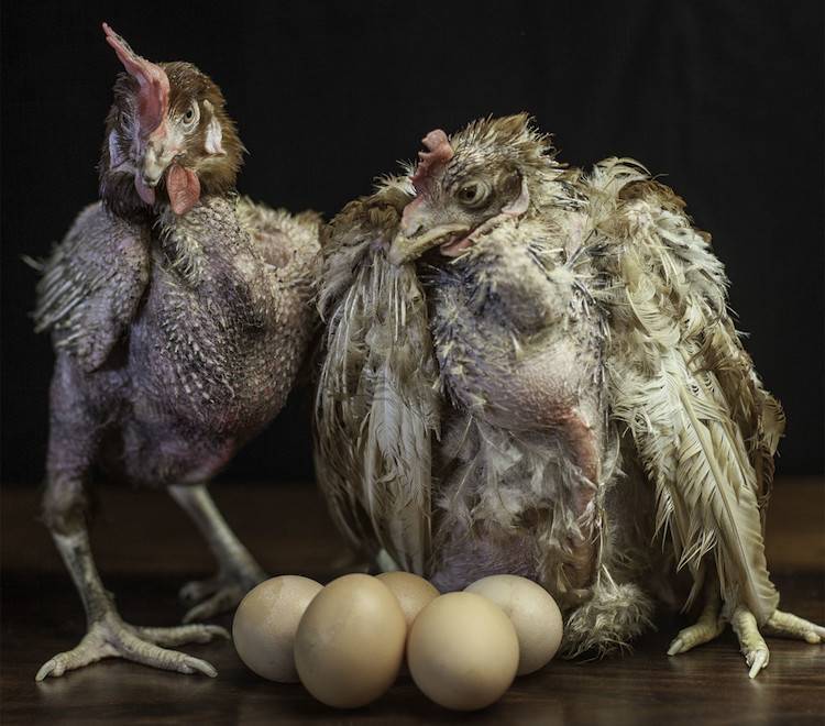 brutalized hens