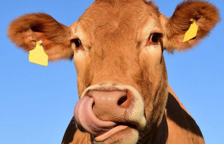 cow face