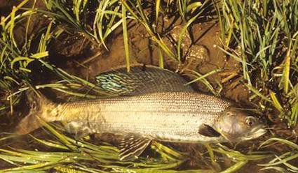arctic grayling