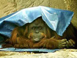 Sandra orangutan personhood