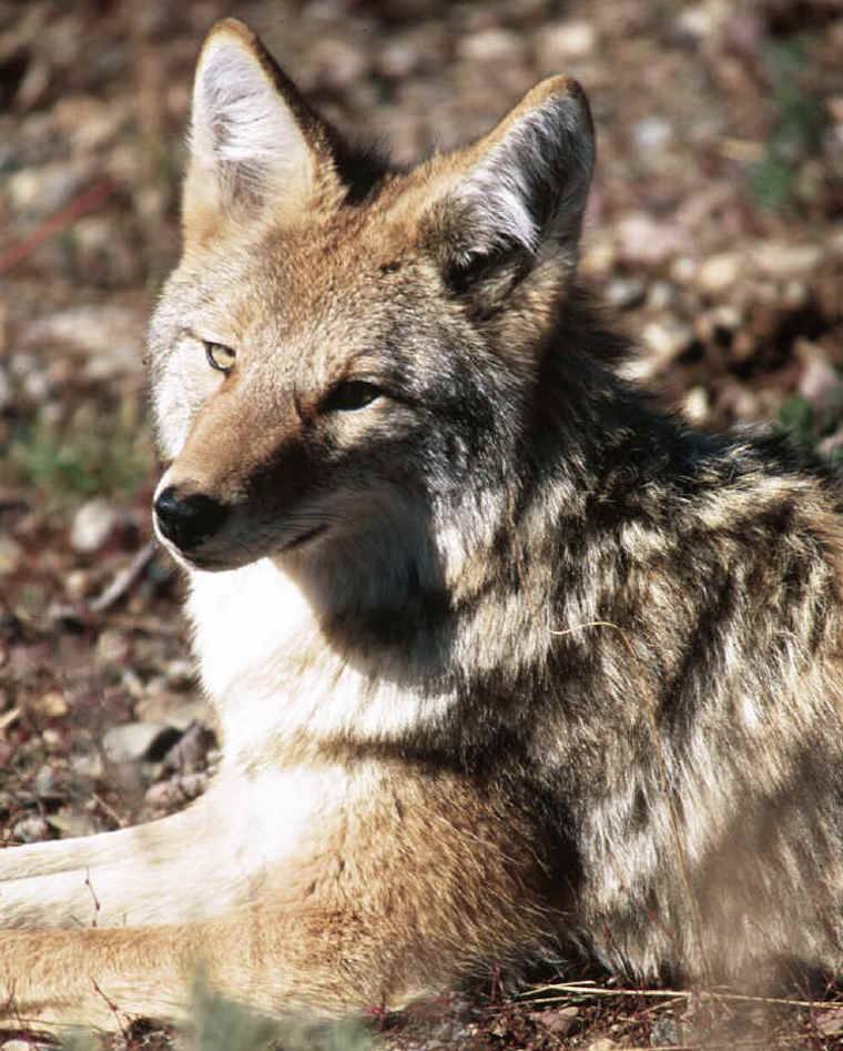 coyote face