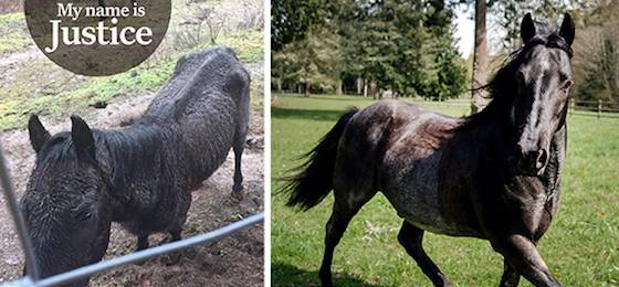 Horse Justice
