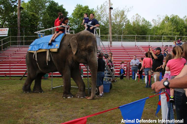 elephant ride