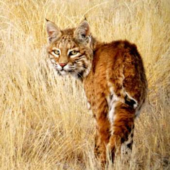 bobcat