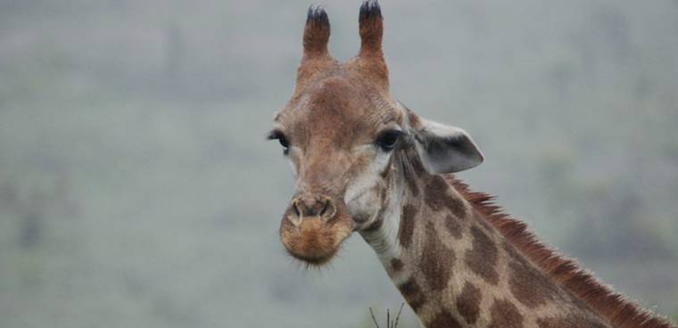 giraffe