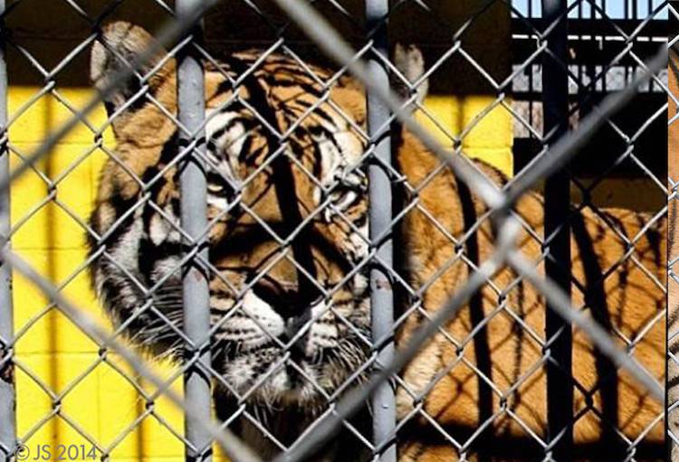 Tony the Truckstop Tiger