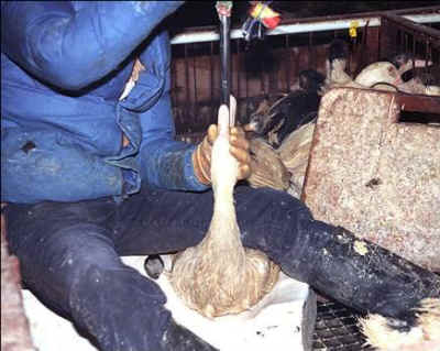 foie gras pate ducks geese