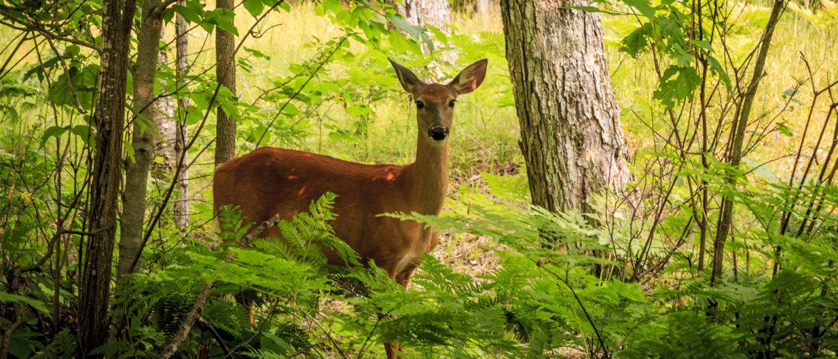 wild deer