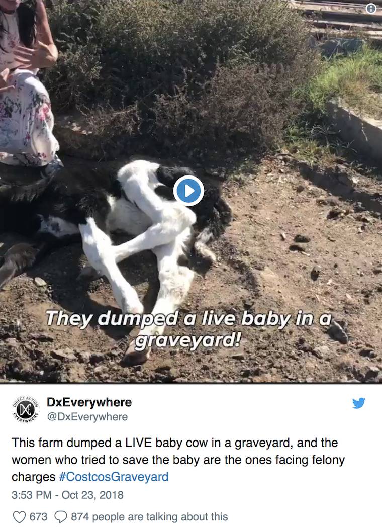 dying calf