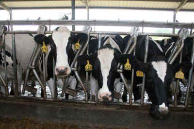 dairy cows ag-gag