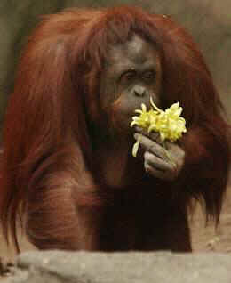 Sandra orangutan personhood