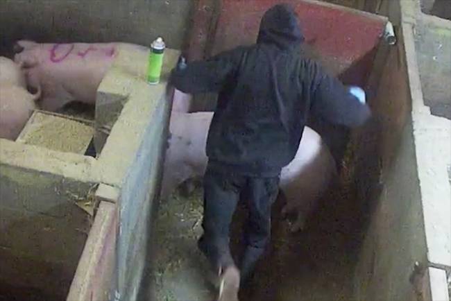kicking pig