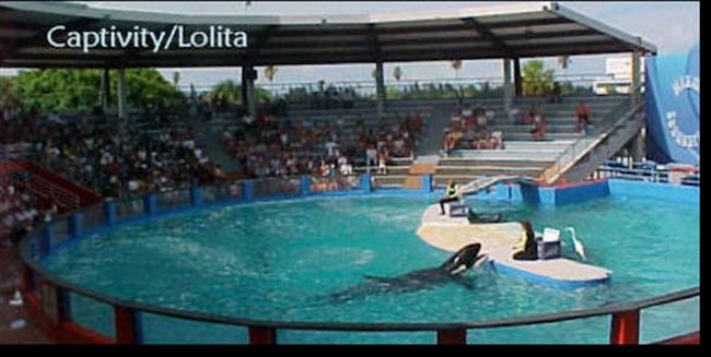 lolita orca