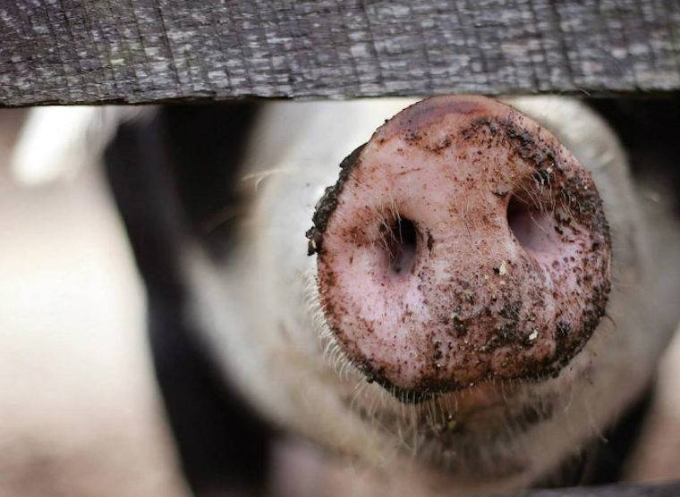 pig snout