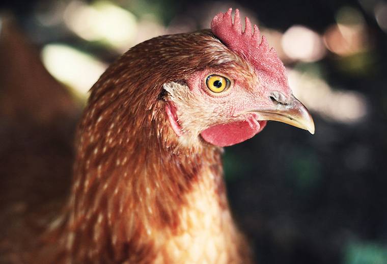 hen