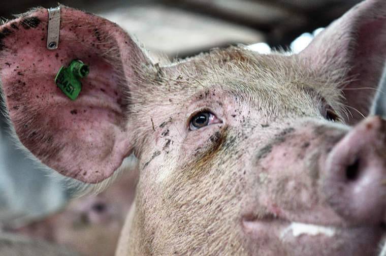 Pig